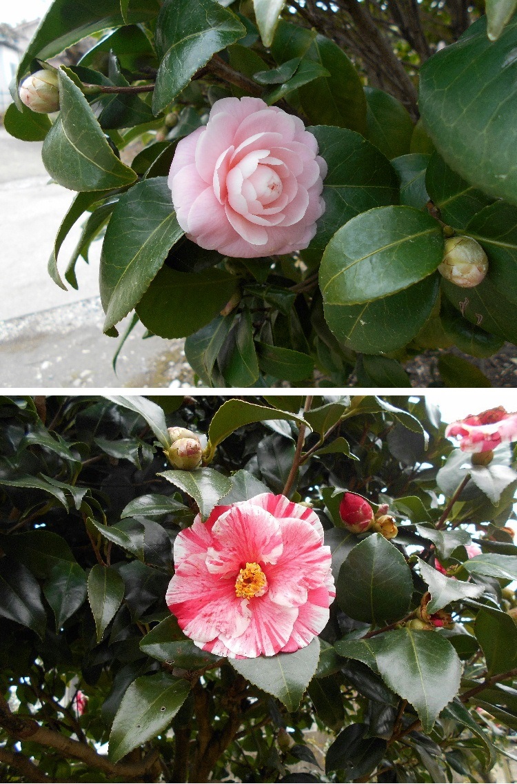 camellia01