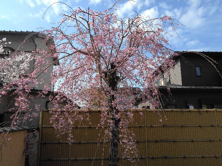 枝垂れ桜(シダレザクラ)
