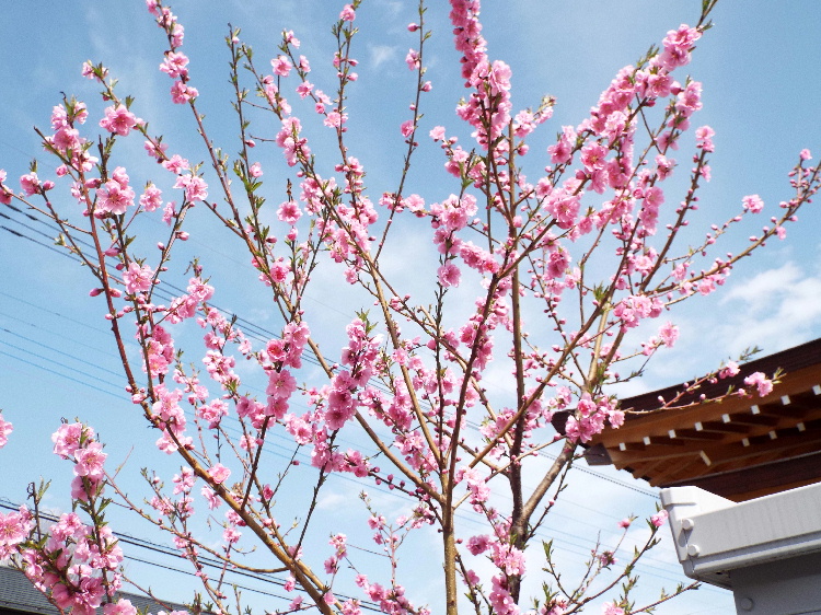花桃(ハナモモ)